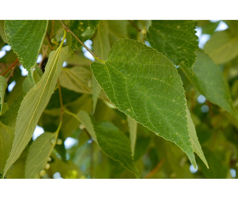 Hackberry